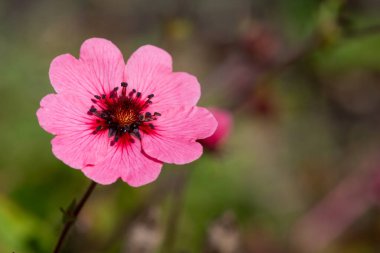 Close up of a Nepal cinquefoil (potentilla nepalensis) flower in bloom clipart