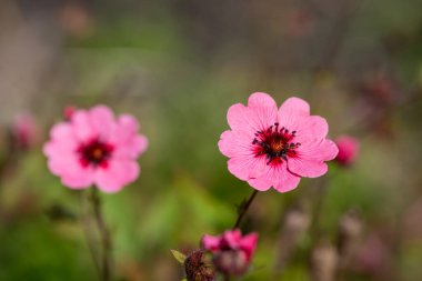 Close up of Nepal cinquefoil (potentilla nepalensis) flowers in bloom clipart