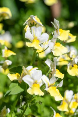 Sarı Nemesia çiçeklerinin açtığı yeri kapatın.