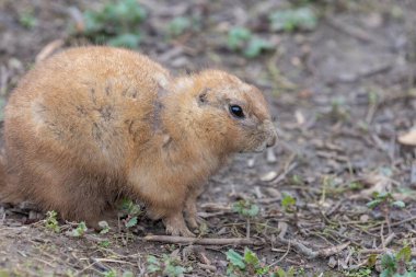 Bir dağ sıçanının portresi (marmota monax)