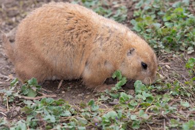 Bir dağ sıçanının portresi (marmota monax)