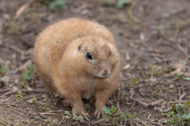 Bir dağ sıçanının portresi (marmota monax)