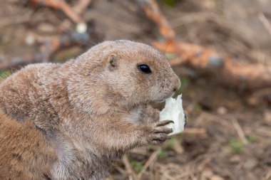 Bir parça yemek yiyen (marmota monax) bir dağ sıçanının portresi