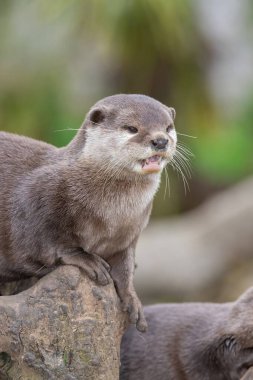 Bir kayanın üzerinde oturan Asyalı küçük pençeli su samurunun portresi (amblonyx cinerea)