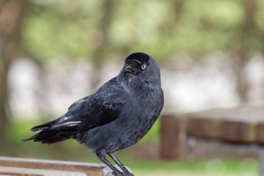 Tahta bir bankta tüneyen bir karga portresi (coloeus monedula)