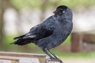 Portrait of a jackdaw (coloeus monedula) perching on a wooden bench clipart