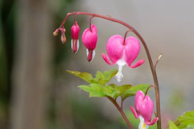 Kanayan bir kalbe (lamprocapnos spectabilis) çiçek açarken yaklaş