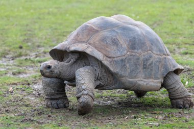bir aldabra dev kaplumbağa (aldabrachelys kızgözü yakın çekim)
