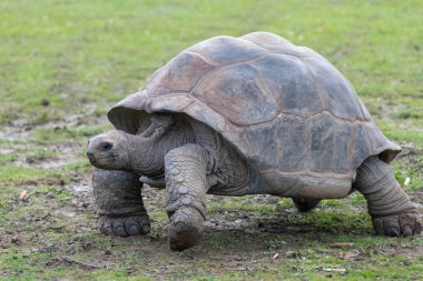 Close up of an Aldabra giant tortoise (Aldabrachelys gigantea) clipart