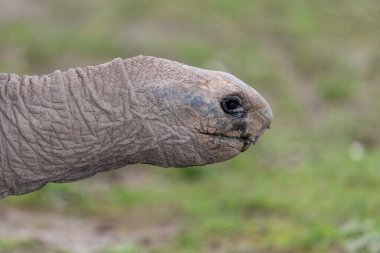 Bir Aldabra dev kaplumbağasının kafasından vuruşu (Aldabrachelys devasal çayı)