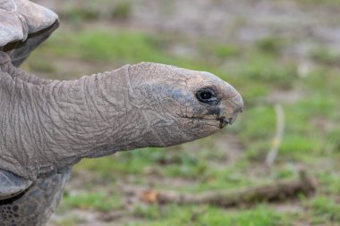 Head shot of an Aldabra giant tortoise (Aldabrachelys gigantea) clipart