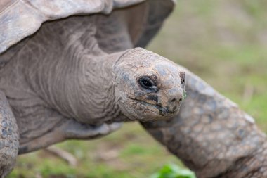 Bir Aldabra dev kaplumbağasının kafasından vuruşu (Aldabrachelys devasal çayı)