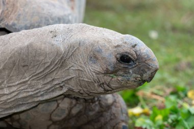 Bir Aldabra dev kaplumbağasının kafasından vuruşu (Aldabrachelys devasal çayı)