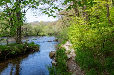 Barle nehrinin Exmoor Ulusal Parkı 'ndaki Tarr Basamakları' nda akan manzarası.