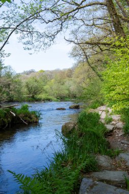 Barle nehrinin Exmoor Ulusal Parkı 'ndaki Tarr Basamakları' nda akan manzarası.