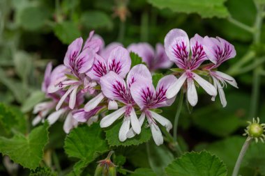 Pelargonyum kordifolium çiçeklerinin açılışını kapat