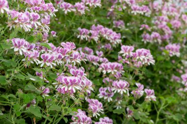 Pelargonyum kordifolium çiçeklerinin açılışını kapat