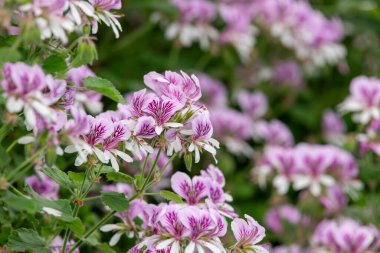 Pelargonyum kordifolium çiçeklerinin açılışını kapat