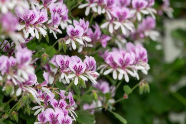 Pelargonyum kordifolium çiçeklerinin açılışını kapat