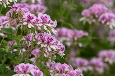 Pelargonyum kordifolium çiçeklerinin açılışını kapat