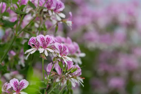 stock image Close up of pelargonium cordifolium flowers in bloom