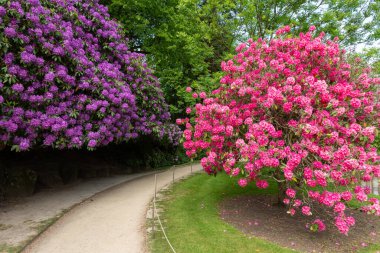 Biddulph.Staffordshire.Birleşik Krallık 1 Haziran 2023 Biddulph Grange 'da çiçek açtı.