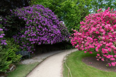 Biddulph.Staffordshire.Birleşik Krallık 1 Haziran 2023 Biddulph Grange 'da çiçek açtı.