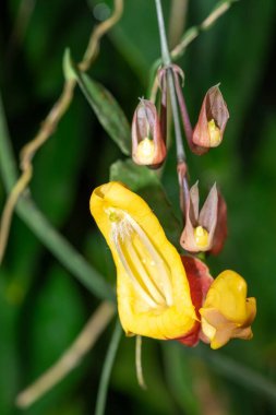 Çiçek açmış Mysore trompet (thunbergia mysorensis) çiçeğine yaklaş