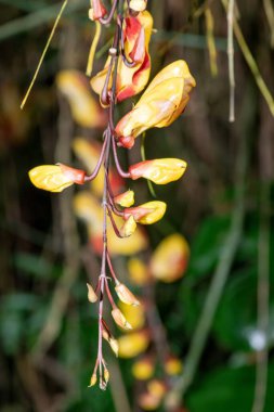 Çiçek açmış Mysore trompet (thunbergia mysorensis) çiçeğine yaklaş