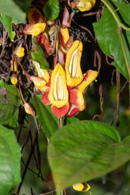 Çiçek açmış Mysore trompet (thunbergia mysorensis) çiçeğine yaklaş