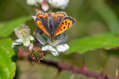 Macro shot of a small copper (lycanaena phlaeas) butterfly pollinating a blackberry flower clipart