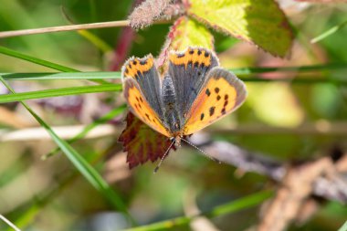 Macro shot of a small copper (lycanaena phlaeas) butterfly clipart