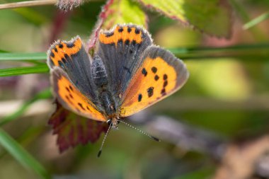Macro shot of a small copper (lycanaena phlaeas) butterfly clipart