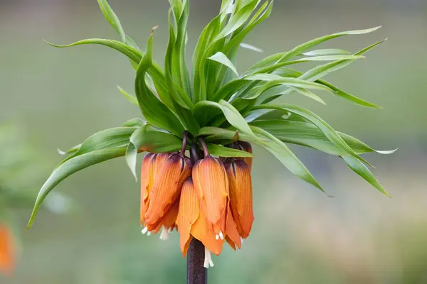 stock image Close up of an imperial fritillary (fritillaria imperialis) flower in bloom