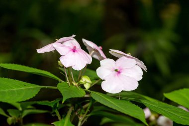 Seyşeller Bizzie Lizzie 'nin (sabırsız gordonii x Walleriana) çiçeklerinin açılışı