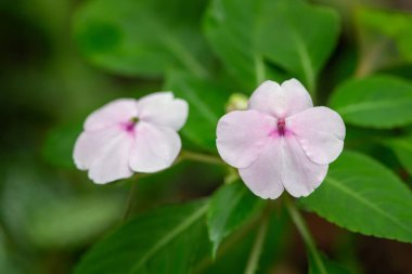 Seyşeller Bizzie Lizzie 'nin (sabırsız gordonii x Walleriana) çiçeklerinin açılışı