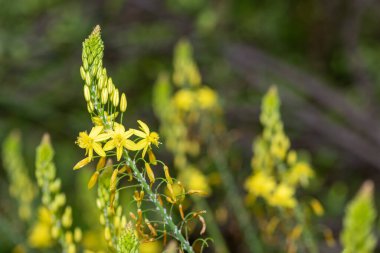 Close up of yellow snake flowers (bulbine frutescens) in bloom clipart
