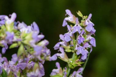 Çiçekler açan yaygın adaçayına (salvia officinalis) yakın plan