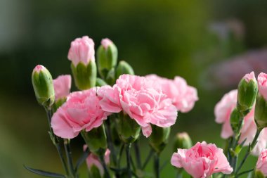 Çiçek açmış pembe bir dianthus çiçeğine yaklaş