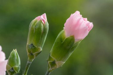 Çiçek açmış pembe bir dianthus çiçeğine yaklaş