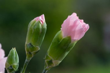 Çiçek açmış pembe bir dianthus çiçeğine yaklaş
