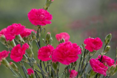 Çiçek açmış pembe bir dianthus çiçeğine yaklaş