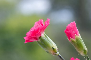 Çiçek açmış pembe bir dianthus çiçeğine yaklaş