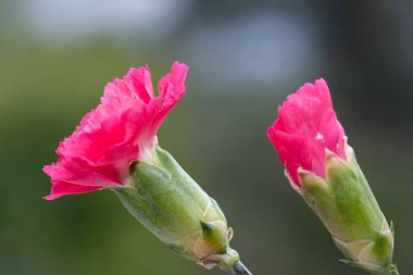 Çiçek açmış pembe bir dianthus çiçeğine yaklaş
