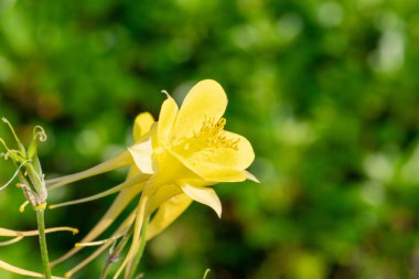 Çiçek açmış sarı bir çiçeğe yaklaş.