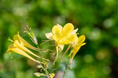 Çiçek açmış sarı bir çiçeğe yaklaş.