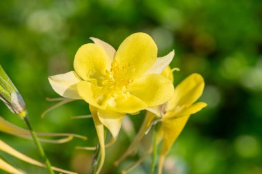 Çiçek açmış sarı bir çiçeğe yaklaş.