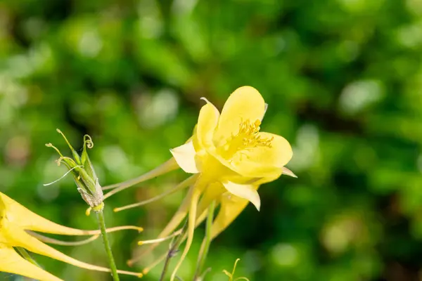 stock image Close up of a yellow aquilegia flower in bloom