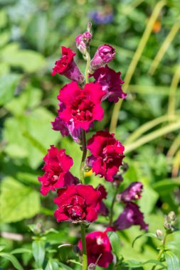 Çiçek açmış pembe bir snapgradon çiçeğine (antirrhinum) yaklaş
