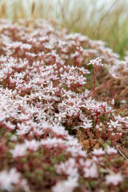 Çiçek açan İngiliz taşının (sedum anglicum) kapanışı